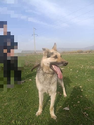 собаки собаки: Немецкая овчарка (тип окраса зонарный серо-черный). Описание: - Пол — 4