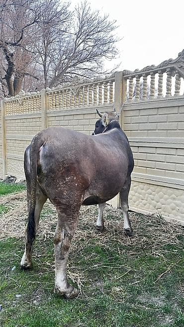 А/ч жаныбарлары үчүн тоюттар: Сатам | Бука (эркек) | Бордоп семиртүү үчүн | Байланган — 3