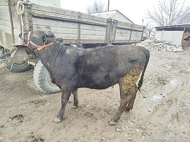 бык абердин ангус: Продаю | Бык (самец) | На откорм | Привязанные — 6