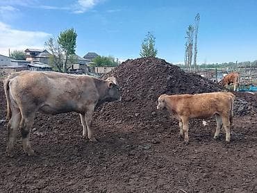 кой овца: Продаю | Бык (самец) — 3