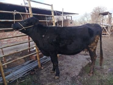 А/ч жаныбарларын сатам: Сатам | Уй (ургаачы) | Абердин-ангус | Сүт алуу үчүн | Жасалма уруктандырылган — 1