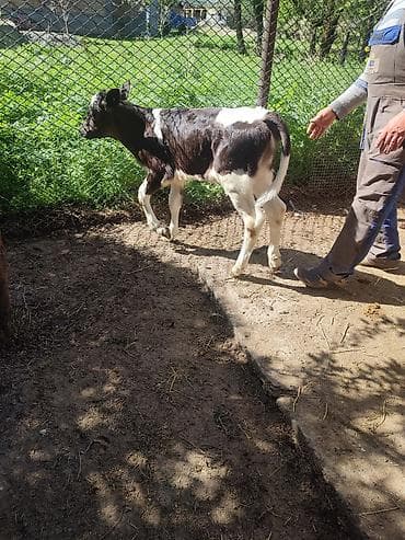 продам телят бычков: Продаю | Музоо, торпок | Алатауская, Симментальская | На откорм | Искусственник — 10