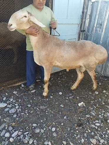 ласка в кыргызстане: Продаю | Баран (самец) | Для разведения | Осеменитель — 1