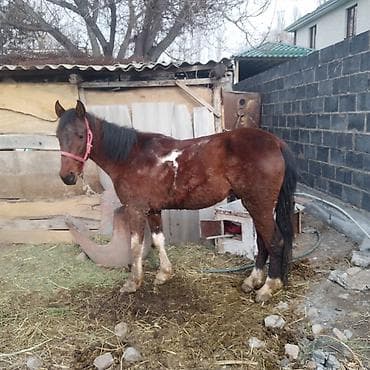 эшек жаныбар: Сатам | Байтал | Кара Жорго | Жумушка — 2