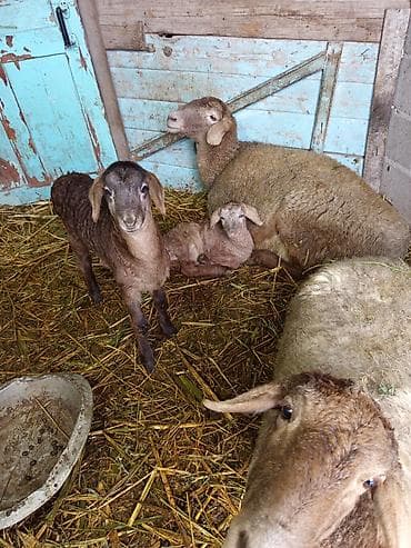 Аквариумы: Продаю | Овца (самка) | Полукровка | Для разведения | Матка — 4