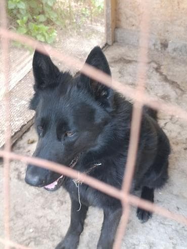 бойцовский питбуль: Немецкая овчарка, 2 года, Самец — 3