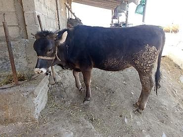 лягушки живые: Продаю | Бык (самец) | Швицкая | На откорм | Привязанные — 2