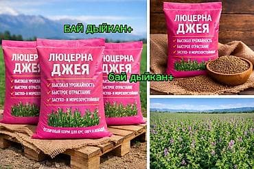 Семена кормовых растений: Люцерна