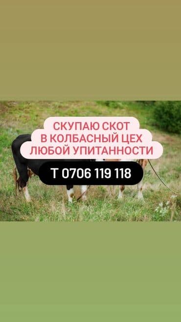 продажа быков: Куплю | Коровы, быки, Лошади, кони, Другие с/х животные | Круглосуточно, Любое состояние, Забитый — 1