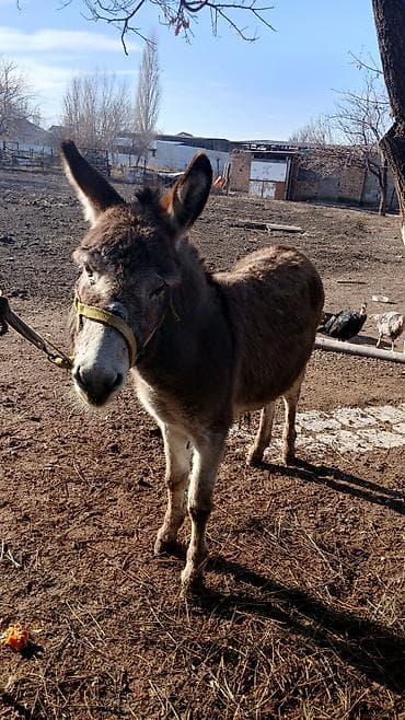 немецкая овчарка бишкек: Осёл рабочий/хозяйственный - Порода: домашний осёл. - -можно — 1