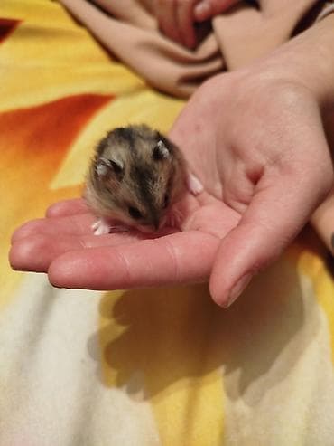 Продаю джунгарских хомяков!Один хомяк 220 с таких цен нигде нет