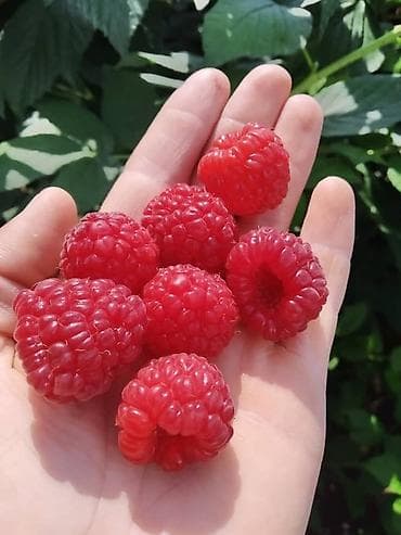 Кондитердик өндүрүмдөр, таттуулар: Малина — 4