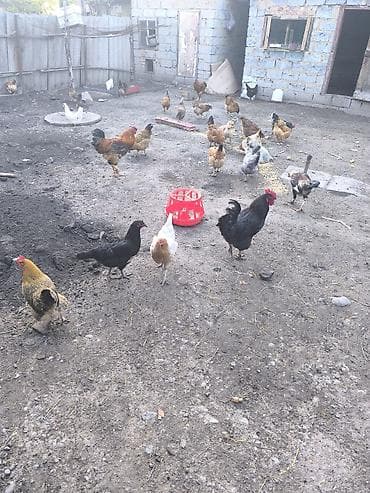 кошка домашний: Продаю | Куры | Домашняя | Несушки — 5