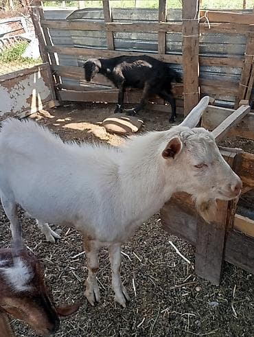 животные на продажу: Продаю | Козёл (самец) | Зааненская | Для разведения — 1