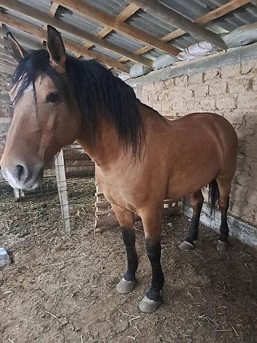 Продаю | Жеребец | Рабочий