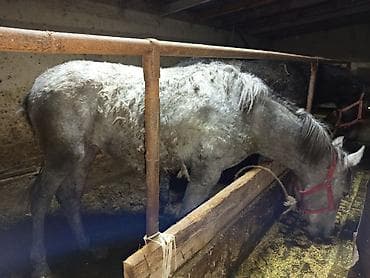 Продаю | Жеребенок | Для разведения at lalafo.kg Продаю | Жеребенок | Для разведения