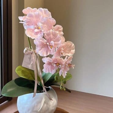 инструмент для огорода: Орхидеи фаленопсис — коллекционные сорта с эффектной окраской цветов — 10