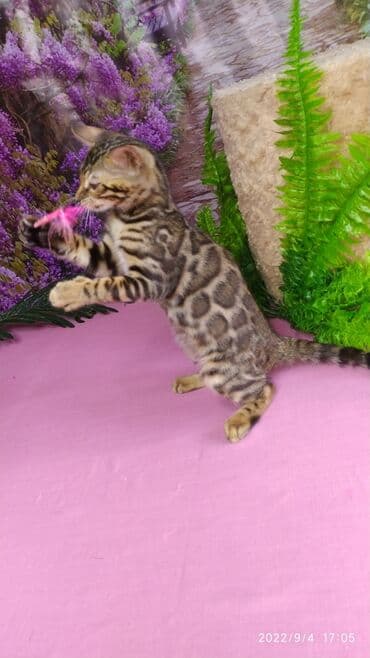 сколько стоит котенок британской золотой шиншиллы: Красивейшие Бенгальские котята 3мес девочки и мальчики. Проф питомник — 6