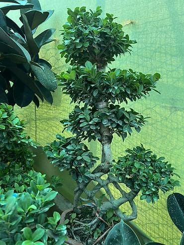 каучук: Комнатные растения в горшках: Фикусы -4500с Бонсай - 7000с 1) Фикус — 5