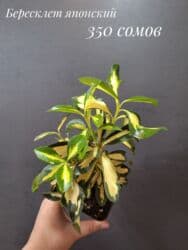 живые растения в аквариум купить: Комнатные растения, цветы (молодые растения, взрослые экземпляры). Не — 5