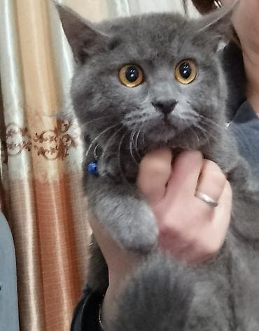 Вязка кошек: Британский короткошёрстный котёнок, окрас голубой (плюшевый серый) — 2