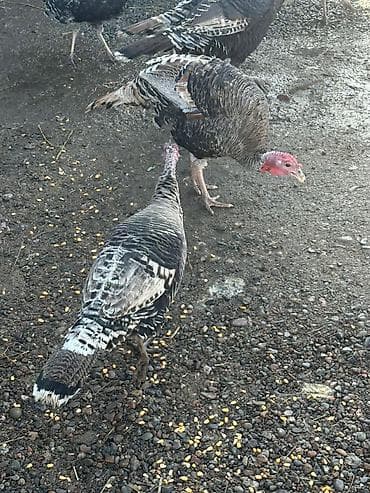 продаю индюк: Продаю | Индюк (самец) | Для разведения | Племенные — 2