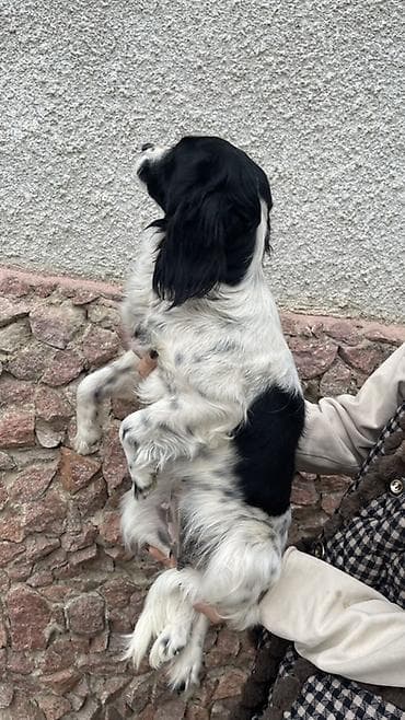 Собака русский охотничий спаниель, мелкая/средняя, черно-белого окраса