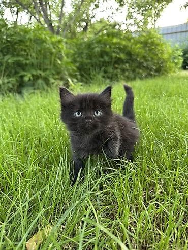 где можно купить енота: Котята, пушистые комочки счастья! Исключительно в добрые руки!!! — 7