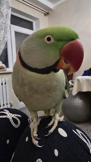 сколько стоит попугай какаду цена: 🦜 Продаётся Александрийский попугай по имени Киви 🥝 Возраст: 5 лет — 8