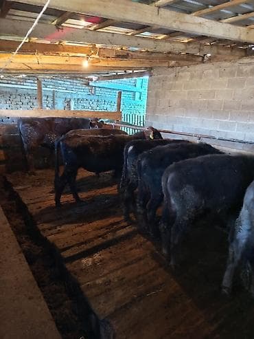 Эркек торпактор сатылат