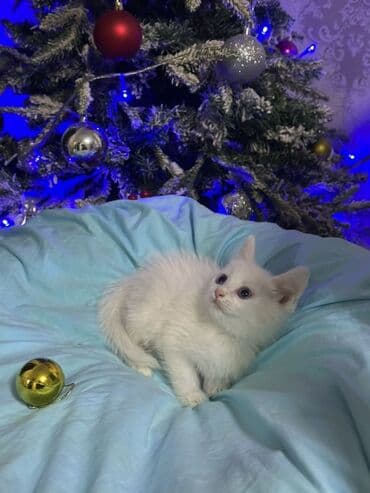 Продаются британкие котята. - Окрас: белый; бело-серый биколор;