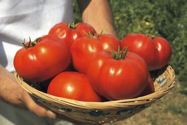 Садовая мебель: Семена овощей: Помидоры, Самовывоз, Платная доставка — 2