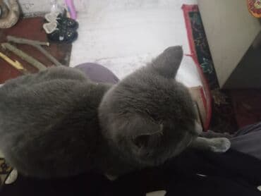 вислоухие коты серые: Плюшевый серый котёнок - Окрас: ровный серый (blue), густая короткая — 4