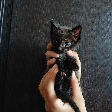 породистый кот: Котята, домашнего выращивания. - Порода: беспородные (домашние). - — 5