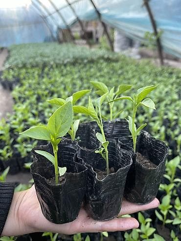 тери тошок: Өзү алып кетүү, Акылуу жеткирүү — 4