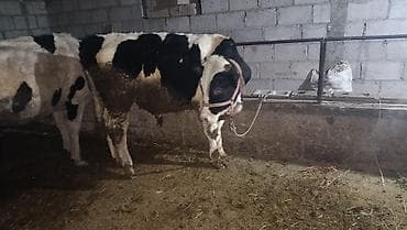 ат жабдыктары фото: Сатам | Бука (эркек) | Бордоп семиртүү үчүн | Байланган — 6