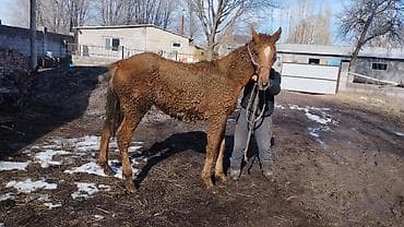 талас дакан: Продаю | Кобыла (самка) | Полукровка, Першерон, Дончак | На забой, Для разведения, Конный спорт | Племенные, Осеменитель, Мерин — 2
