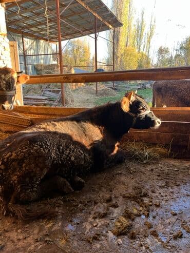 продаю музоо торпок корова самка бык самец айрширская ангус алатауская на забой для разведения на откорм племенные нетель привязанные: Продаю | Бык (самец) | На откорм | Привязанные — 19