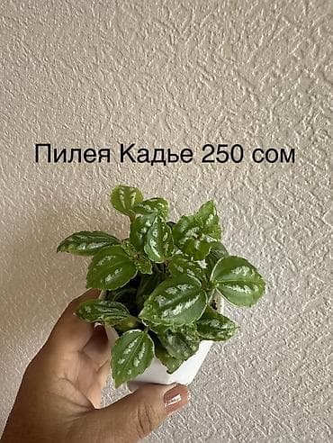 фикус чёрный принц: Комнатные растения в горшках: - Эпипремнум Marble Queen — пестрые — 5