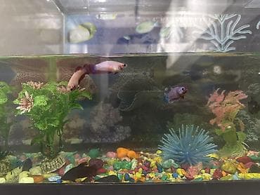 golden retriver: Бойцовые рыбки (Betta splendens) — разноцветные самцы и самки — 3
