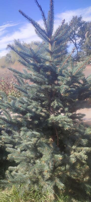 декоративный голубой ель: Саженцы деревьев: Ели — 4