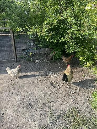 Продаю | Куры — 1