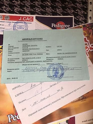 собаки карабалта: Порода: немецкая овчарка (черно-рыжий окрас). Описание: - Собака — 8
