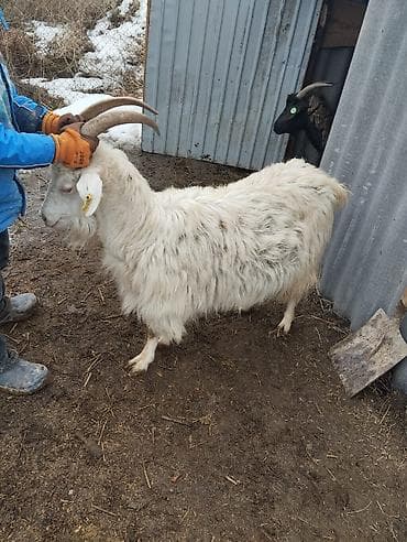 Үй жаныбарлары үчүн товарлар: Сатам | Эчки (ургаачы) | Көбөйтүү үчүн — 5