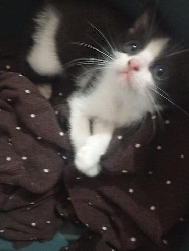 пл: Котёнок, окрас черно-белый (tuxedo). Большие выразительные глаза — 8