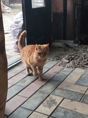 коты токмок: 6 месяцев, Мальчик, Метис — 4