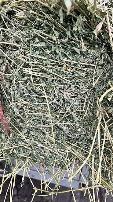 корма для кроликов: Сено в тюках (люцерна) - Кормовое сено из люцерны, заготовлено в — 1