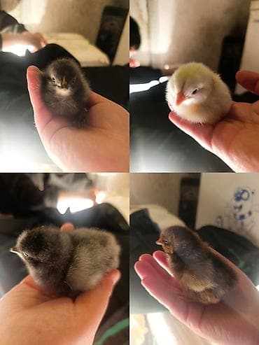 мышеловка бишкек: Сатам | Балапандар | Үй | Жумуртка туудуруу үчүн — 1