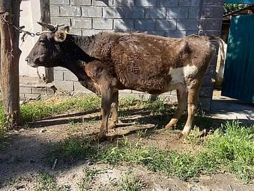 доилний апарат: Продаю | Корова (самка) | Полукровка | Для молока | После отела — 6
