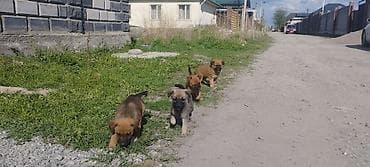 щенок даром: Щенки (метисы средних пород) - Возраст ориентировочно 1,5–2 месяца - — 2